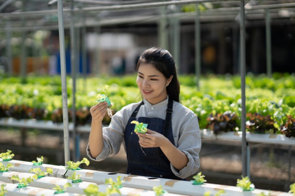 Asian female farmer working at the salad farm,Planting Organic hydroponic vegetable for small busine