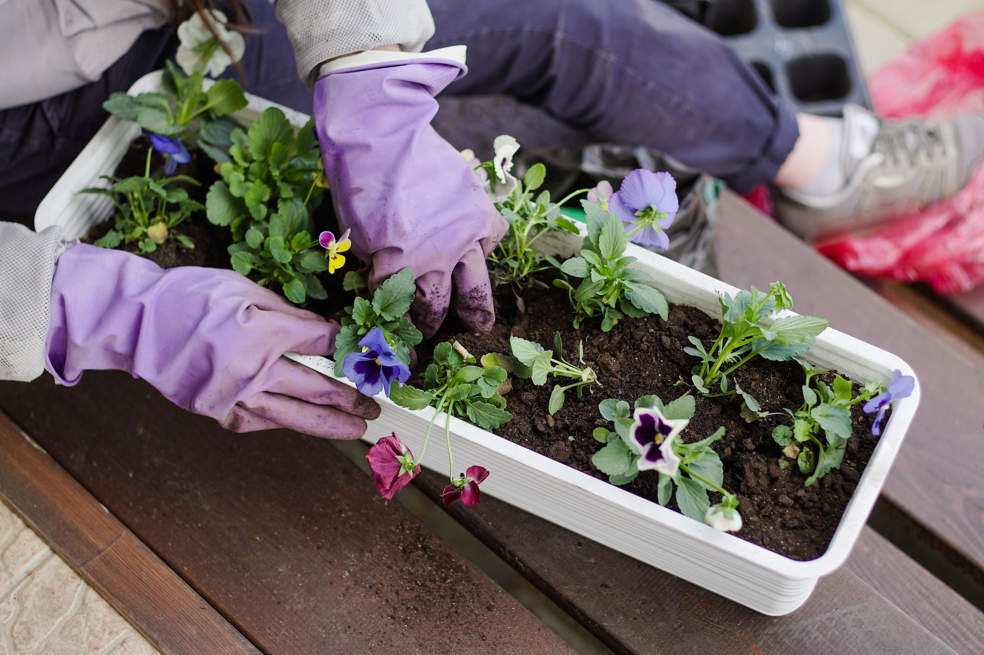 Unlocking the Secrets of Successful Container Gardening